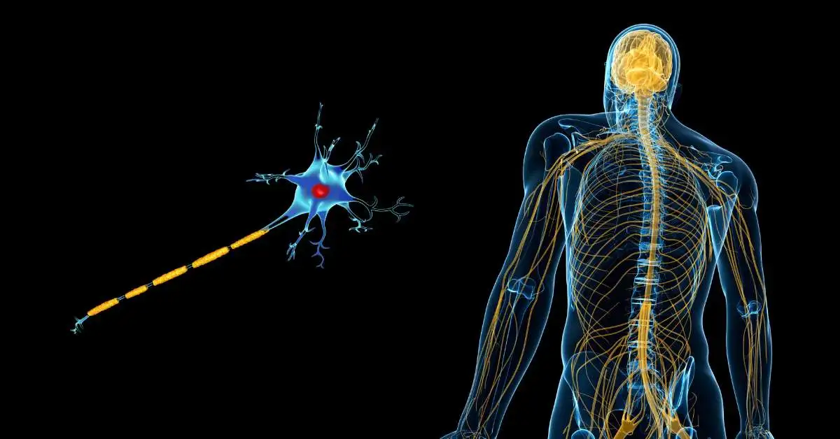 Neuroanatomia parestezji – od obwodu do kory mózgowej (Część II)